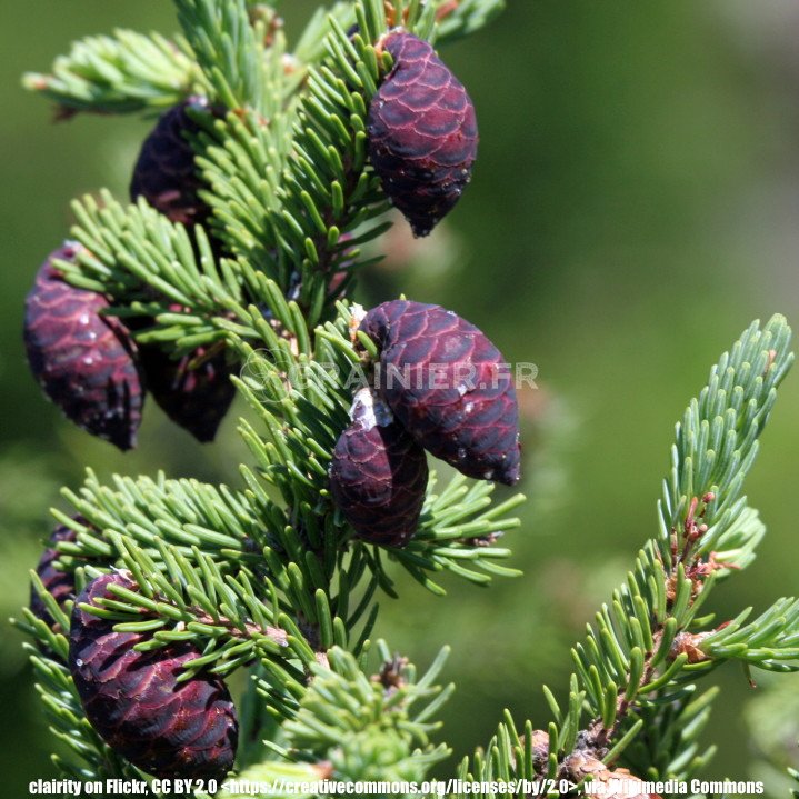 Black Epinette, Picea Mariana image